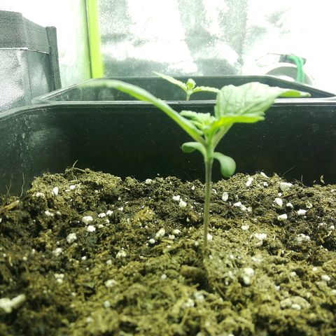 Blackberry growlog timeline photo