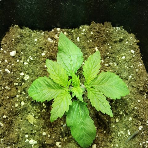 Blackberry growlog timeline photo