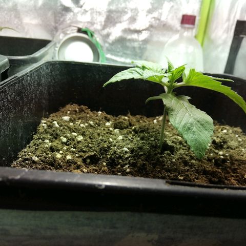 Blackberry growlog timeline photo