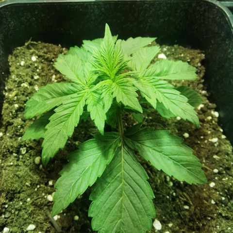 Blackberry growlog timeline photo