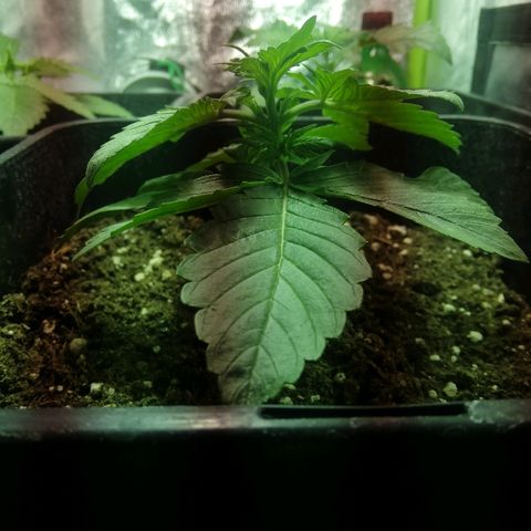 Blackberry growlog timeline photo