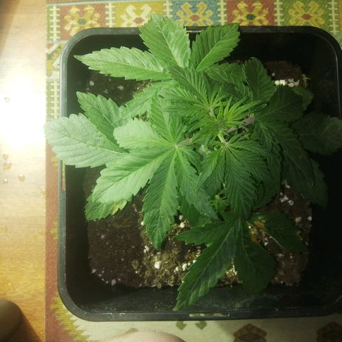 Blackberry growlog timeline photo