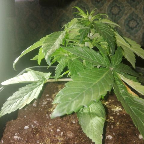 Blackberry growlog timeline photo