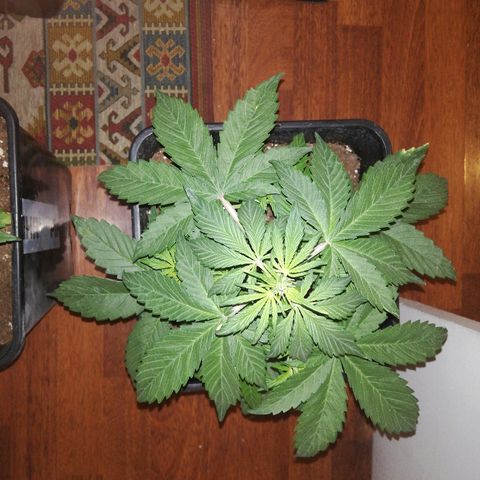 Blackberry growlog timeline photo