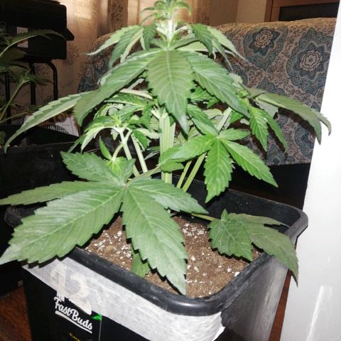 Blackberry growlog timeline photo