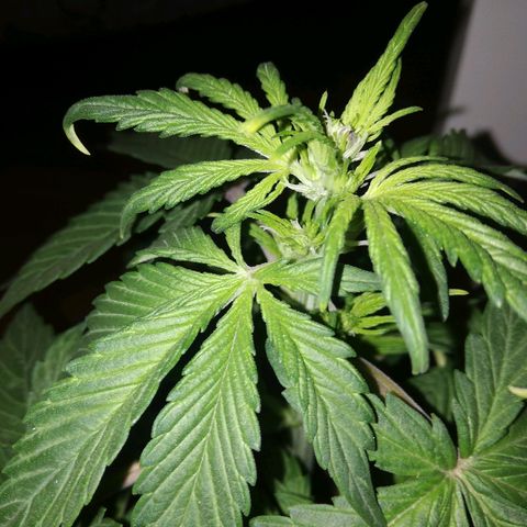 Blackberry growlog timeline photo