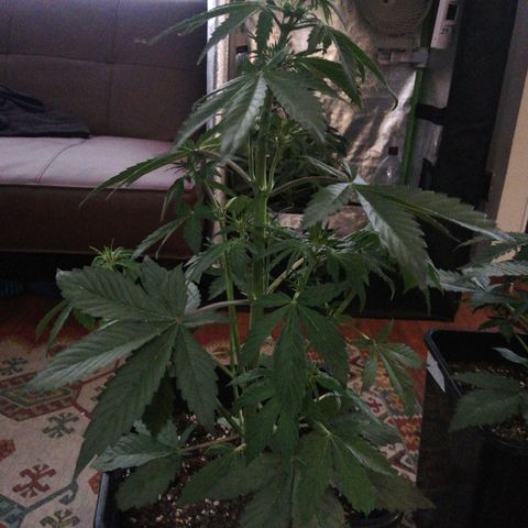 Blackberry growlog timeline photo
