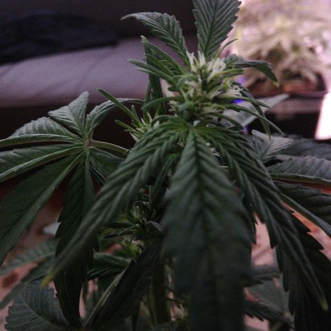 Blackberry growlog timeline photo