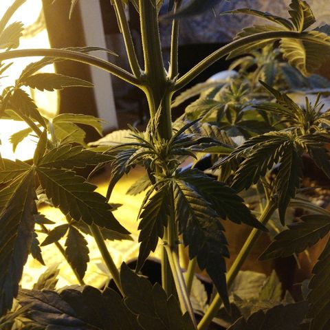 Blackberry growlog timeline photo