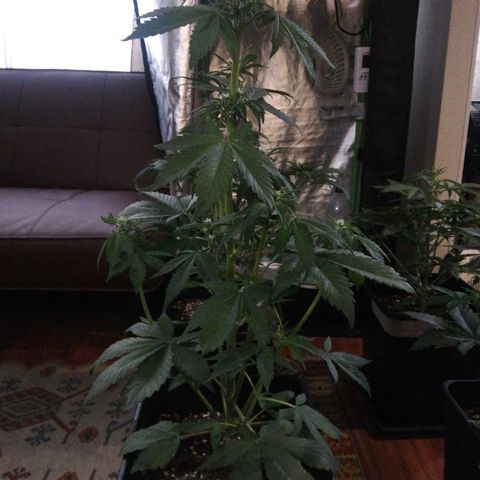 Blackberry growlog timeline photo