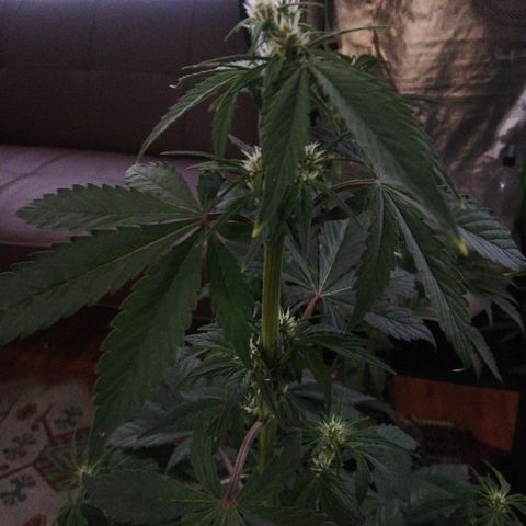 Blackberry growlog timeline photo