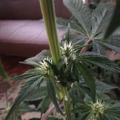 Blackberry growlog timeline photo