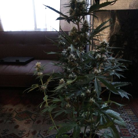 Blackberry growlog timeline photo