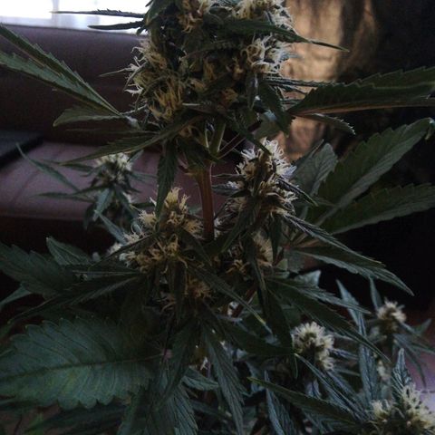 Blackberry growlog timeline photo