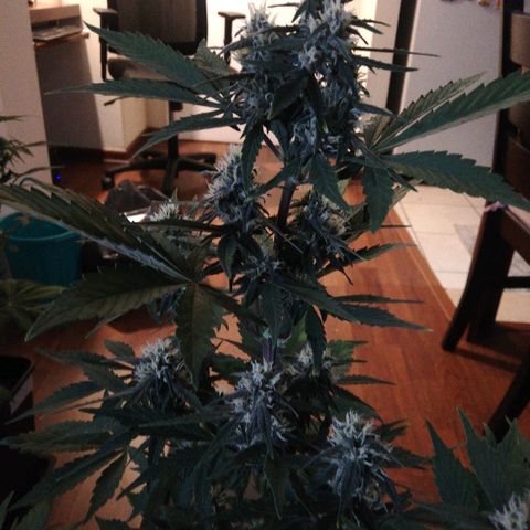 Blackberry growlog timeline photo
