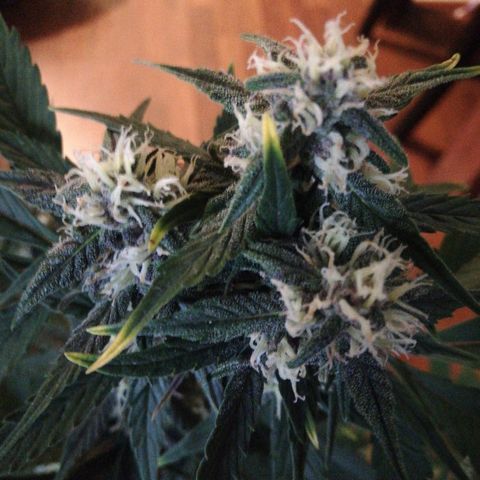 Blackberry growlog timeline photo