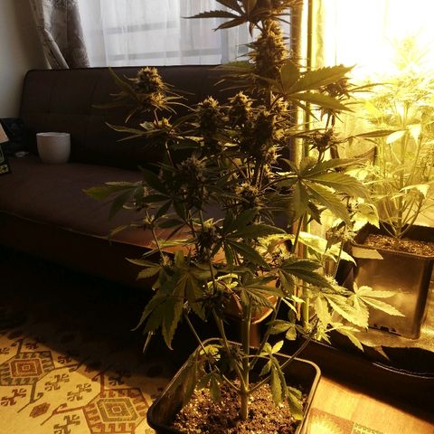 Blackberry growlog timeline photo