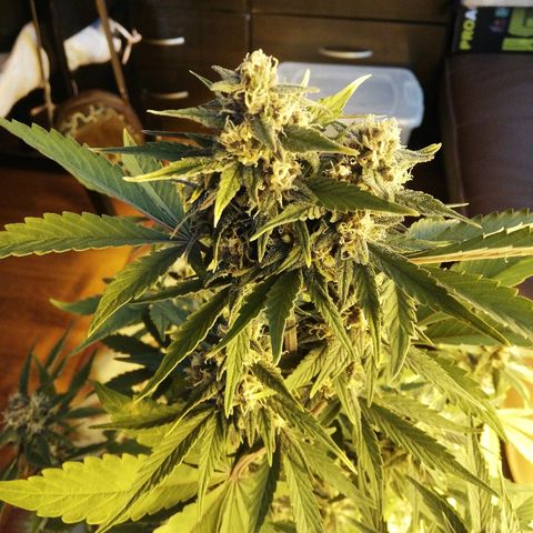 Blackberry growlog timeline photo