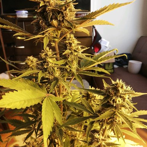 Blackberry growlog timeline photo