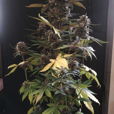 Blackberry growlog timeline photo