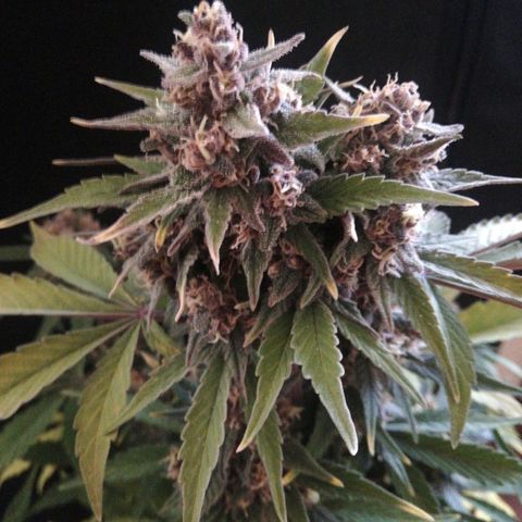 Blackberry growlog timeline photo