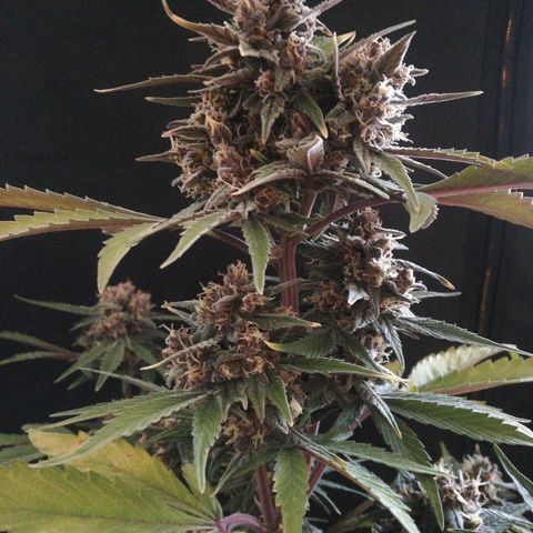Blackberry growlog timeline photo