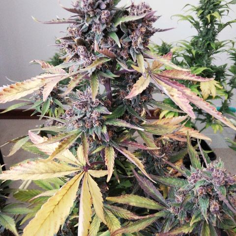 Blackberry growlog timeline photo