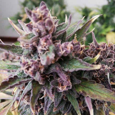 Blackberry growlog timeline photo