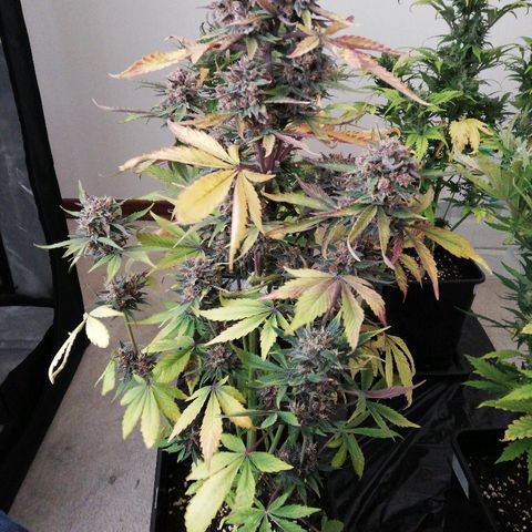 Blackberry growlog timeline photo