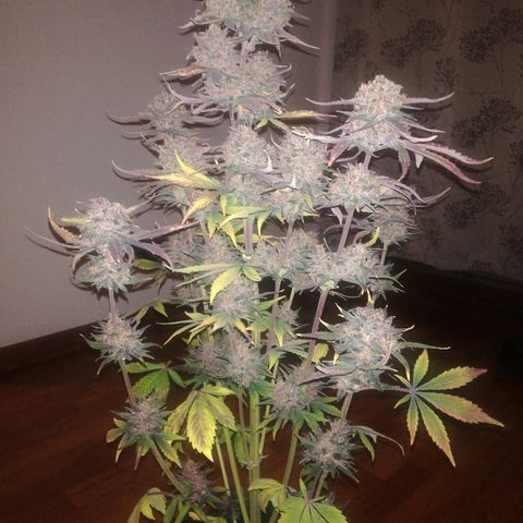 Blackberry growlog timeline photo