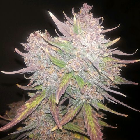 Blackberry growlog timeline photo