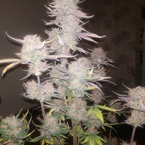 Blackberry growlog timeline photo