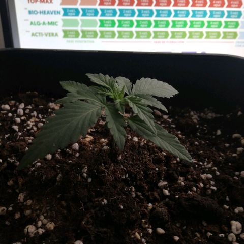 Gelato Auto #1 growlog timeline photo