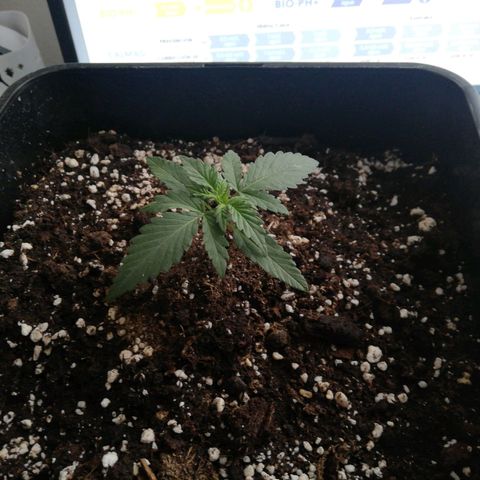 Gelato Auto #1 growlog timeline photo