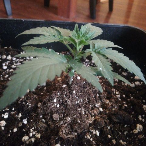 Gelato Auto #1 growlog timeline photo