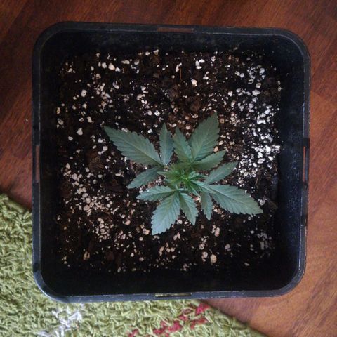 Gelato Auto #1 growlog timeline photo