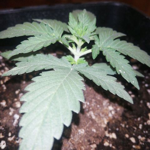 Gelato Auto #1 growlog timeline photo