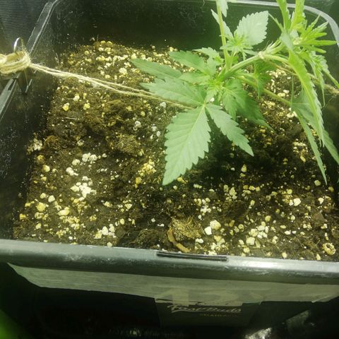 Gelato Auto #1 growlog timeline photo