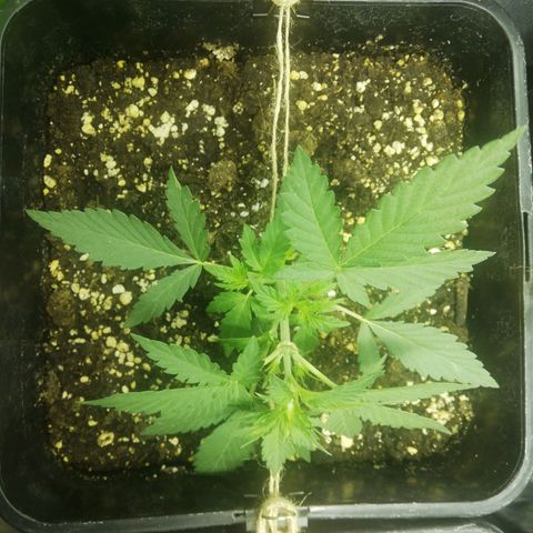 Gelato Auto #1 growlog timeline photo