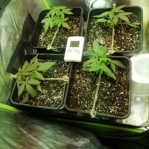 Gelato Auto #1 growlog timeline photo