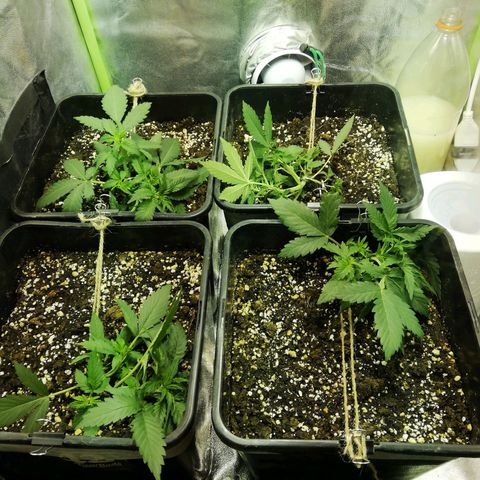 Gelato Auto #1 growlog timeline photo