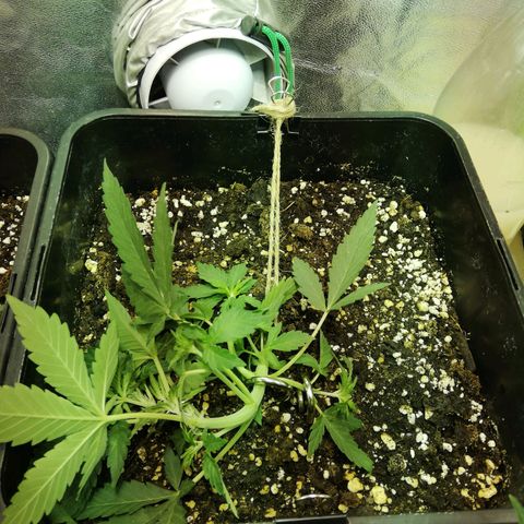 Gelato Auto #1 growlog timeline photo