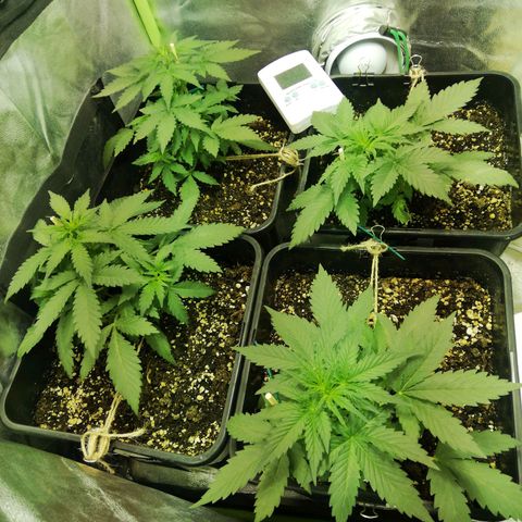 Gelato Auto #1 growlog timeline photo