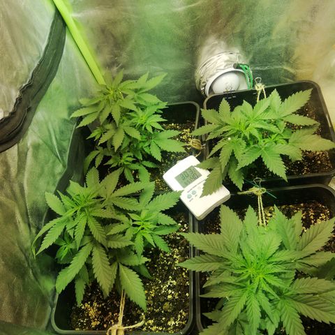 Gelato Auto #1 growlog timeline photo