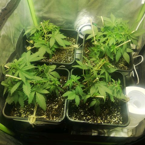 Gelato Auto #1 growlog timeline photo