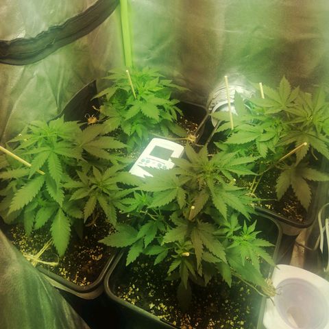 Gelato Auto #1 growlog timeline photo