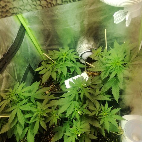 Gelato Auto #1 growlog timeline photo