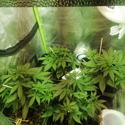 Gelato Auto #1 growlog timeline photo