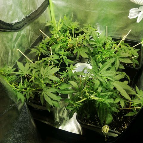 Gelato Auto #1 growlog timeline photo