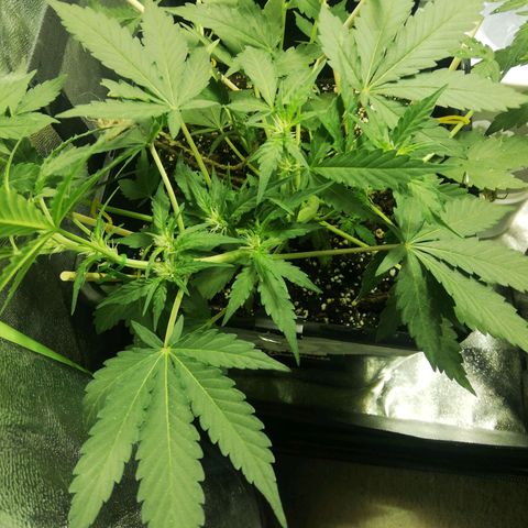 Gelato Auto #1 growlog timeline photo